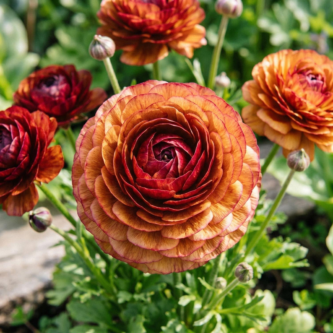 Renoncule, Ranunculus 'Picotee Café'