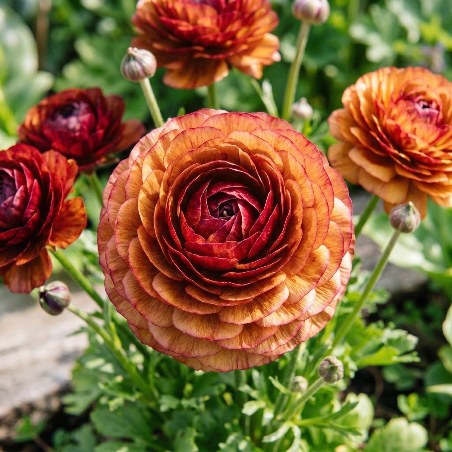 Renoncule, Ranunculus 'Picotee Café'