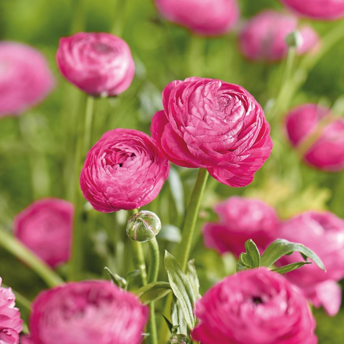 Renoncule, Ranunculus 'Pink'