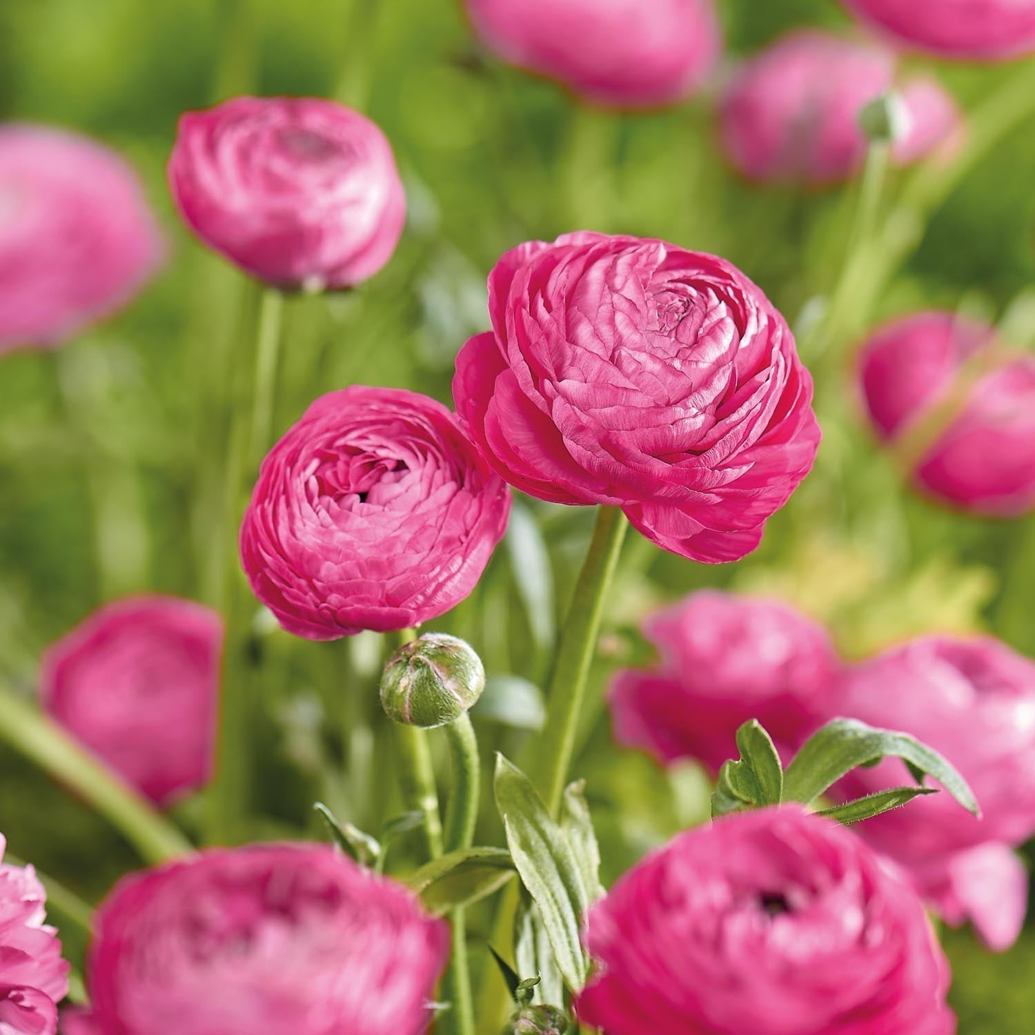 Renoncule, Ranunculus 'Pink'