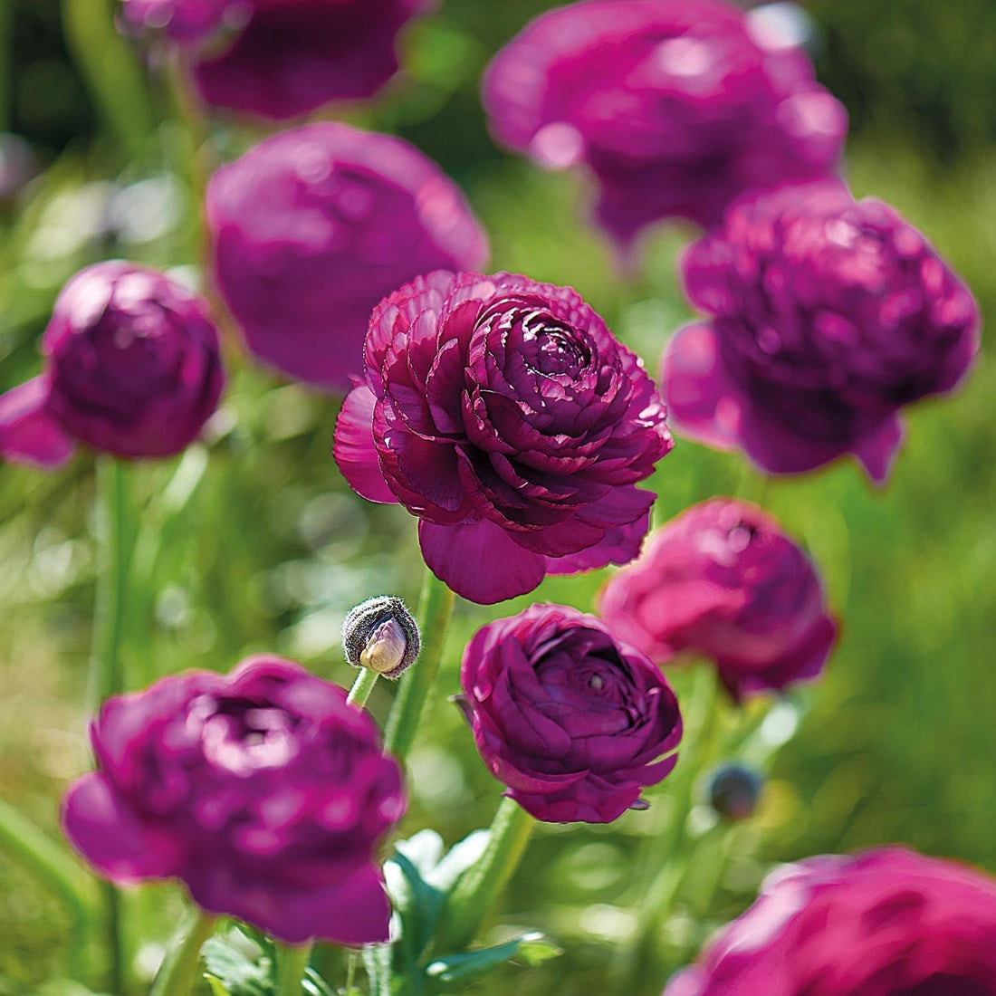 Renoncule, Ranunculus ‘Purple’