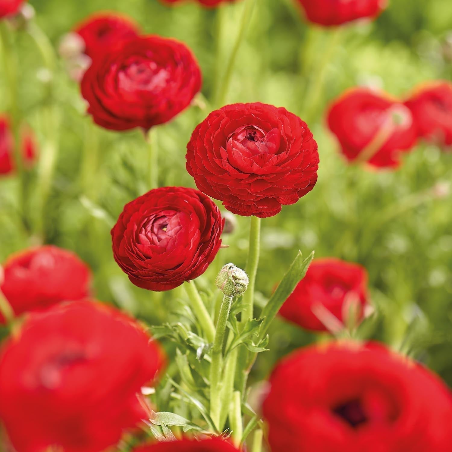 Renoncule, Ranunculus 'Red'