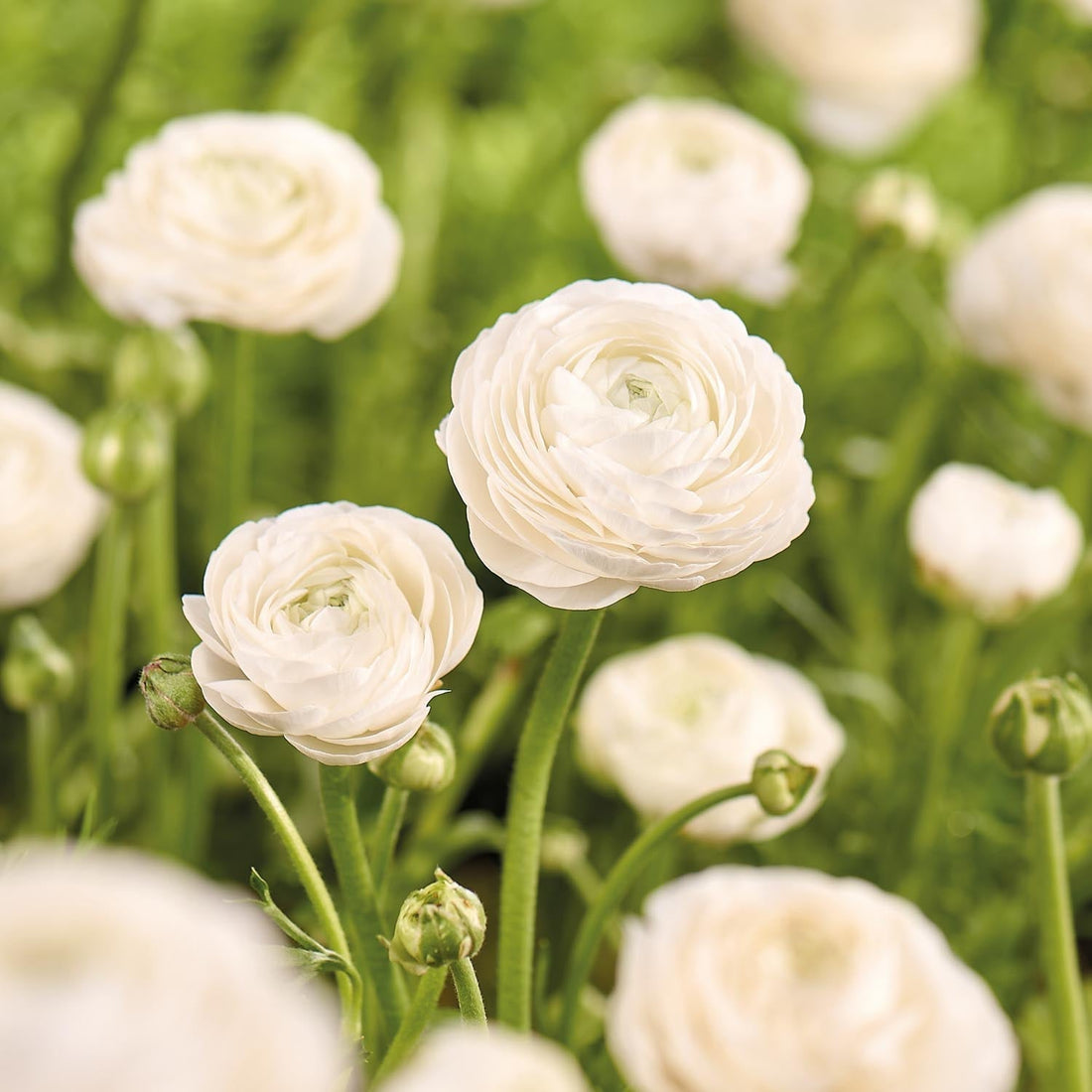 Renoncule, Ranunculus 'White'