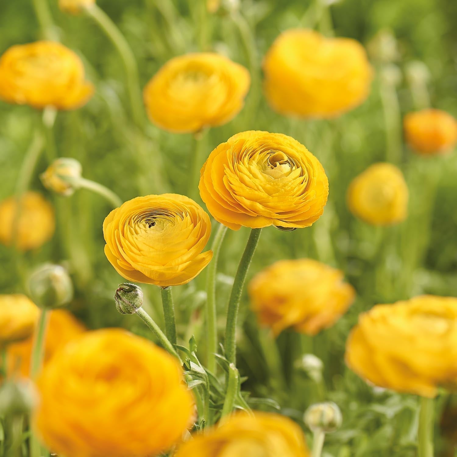 Renoncule, Ranunculus 'Yellow'