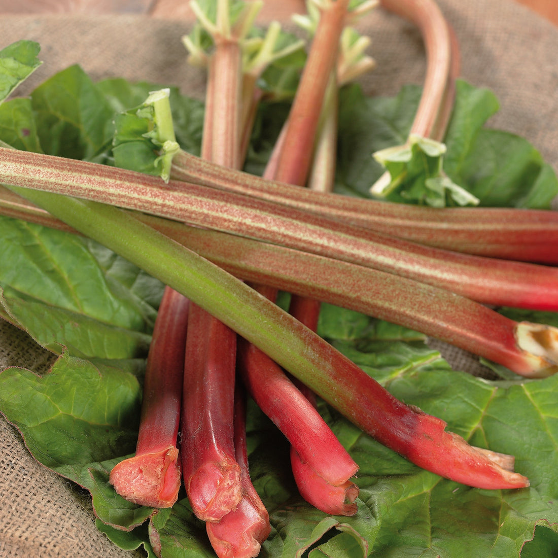 Rhubarbe 'Red Champagne'