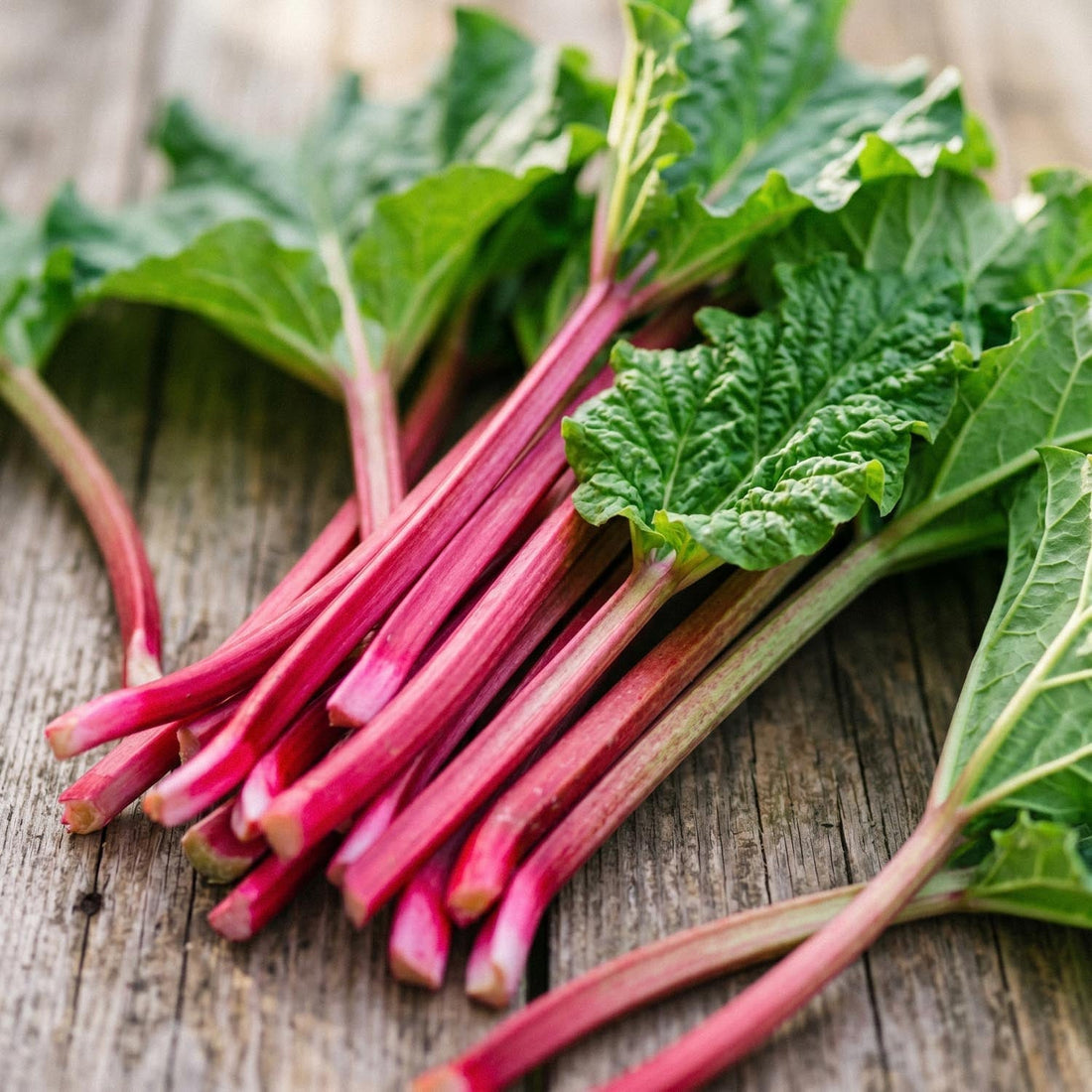 Rhubarbe, Rheum 'Victoria'