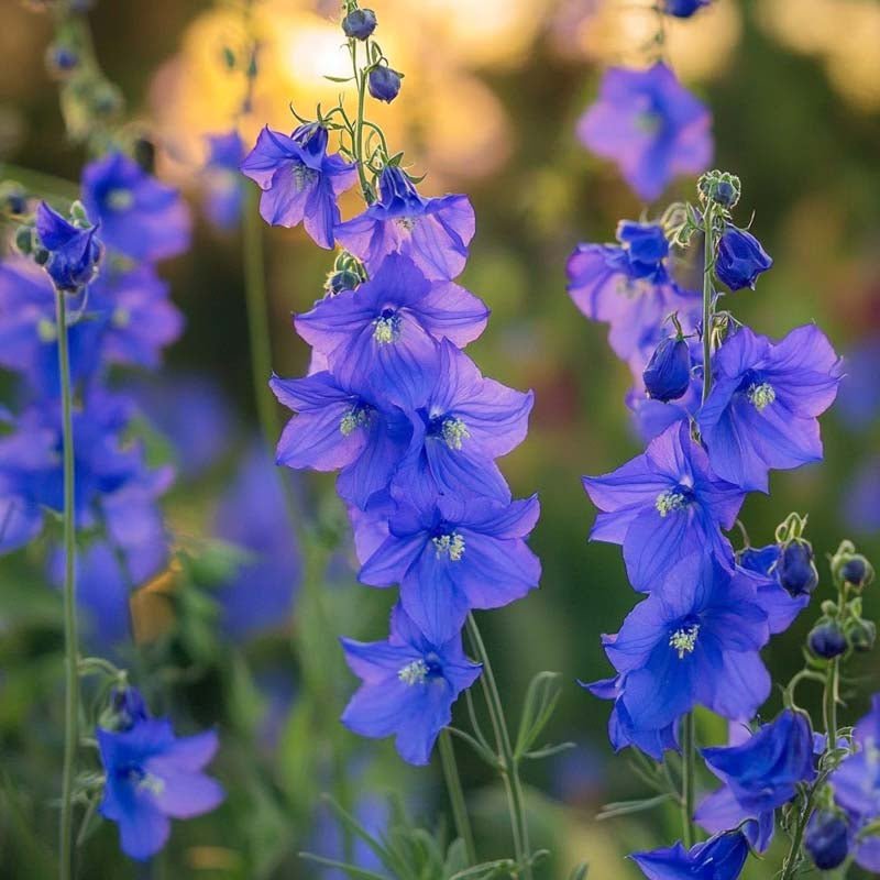 Ridderspore frø 'Siberian Larkspur' - 250 Økologiske Frø