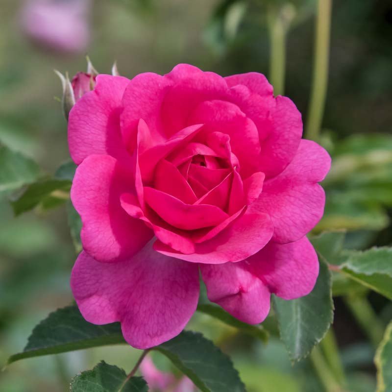 Rose 'Criterion'