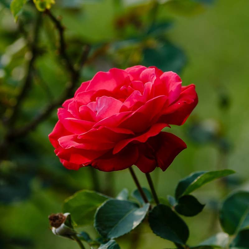 Rose 'Dame de Coeur'