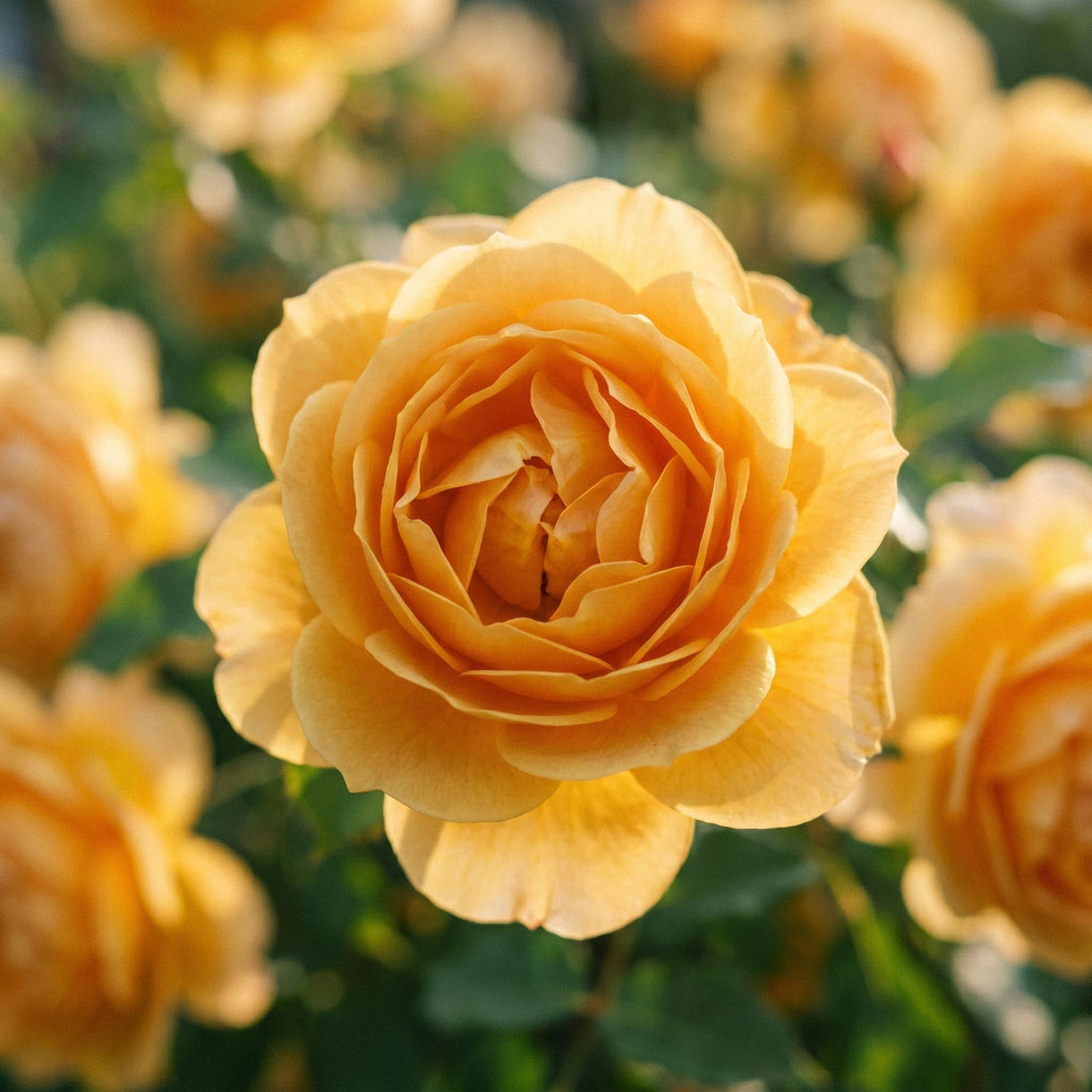 Rose 'Diamond Jubilee'