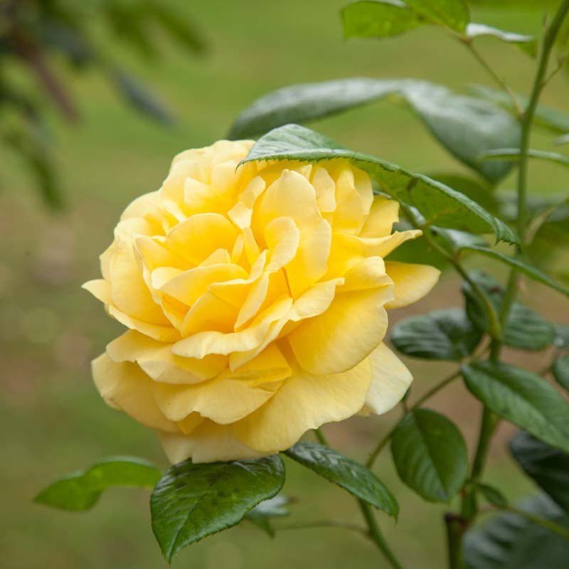 Rose 'Garden Princess'