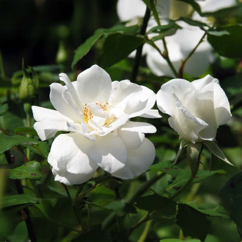 Rose 'Katharina Zeimet'