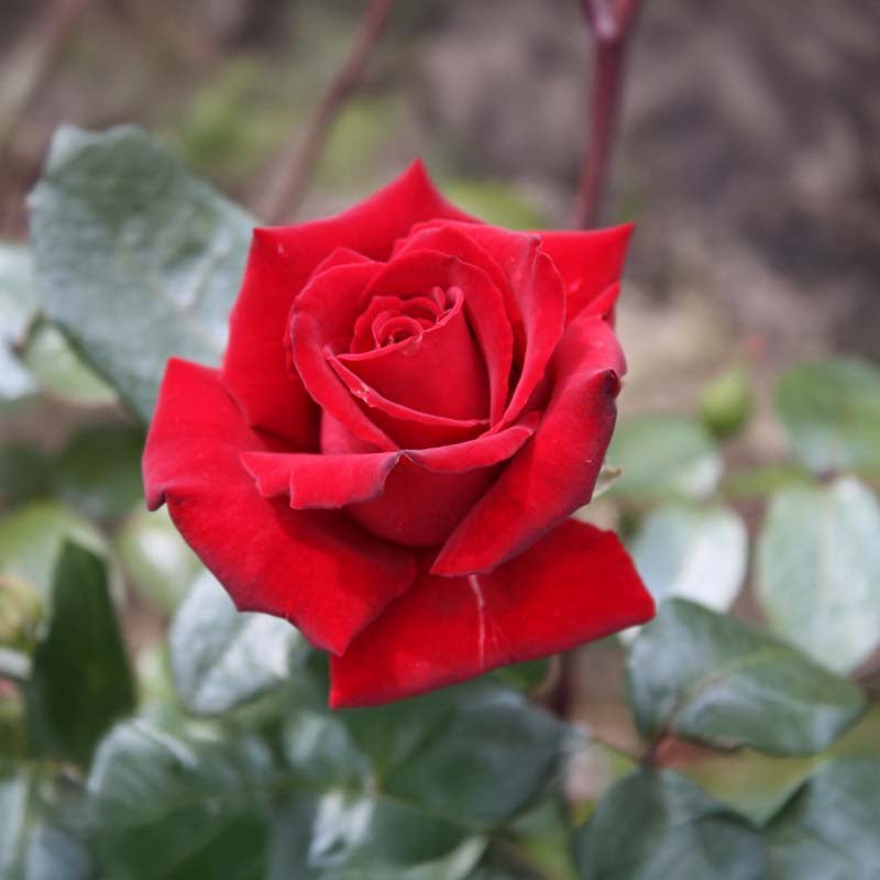 Rose 'Mister Lincoln'