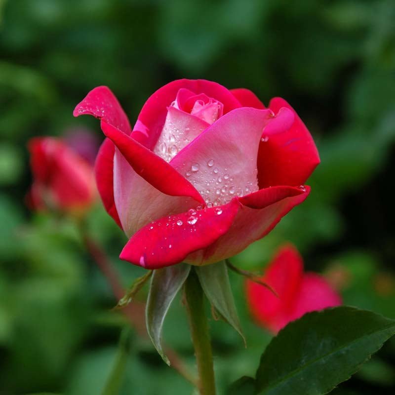 Rose 'Osiria'