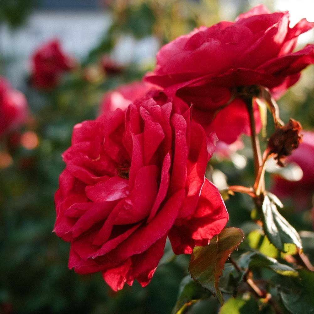 Rose 'Paul's Scarlet'