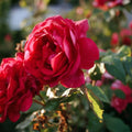 Rose 'Paul's Scarlet'