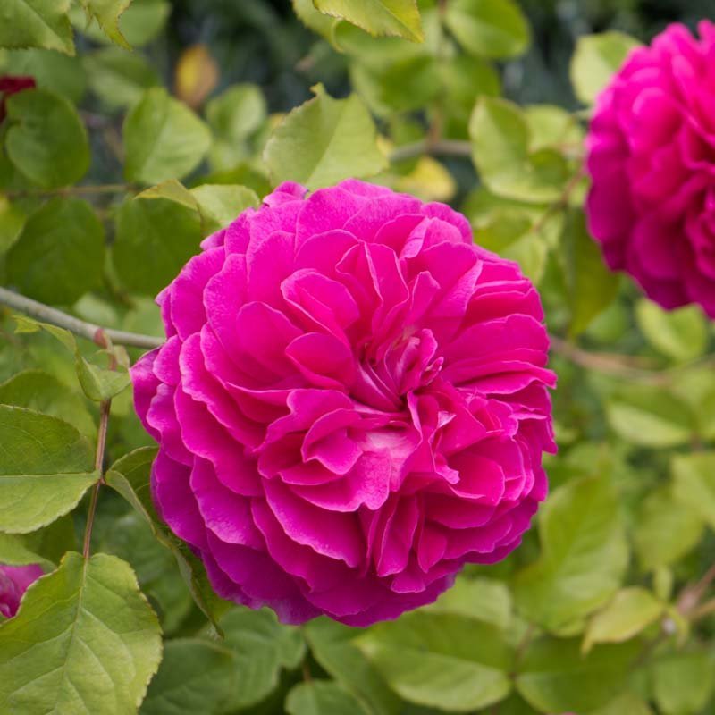 Rose 'Rose de Rescht'