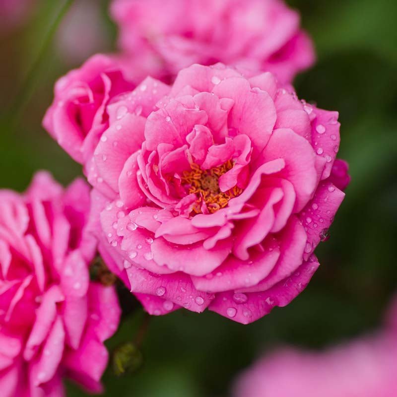 Rose 'Super Excelsa'