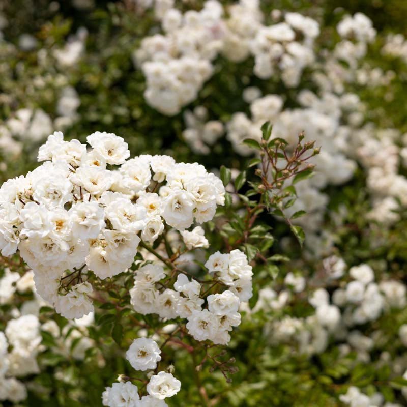 Rose 'White The Fairy'