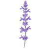 Sauge racines nues / Salvia