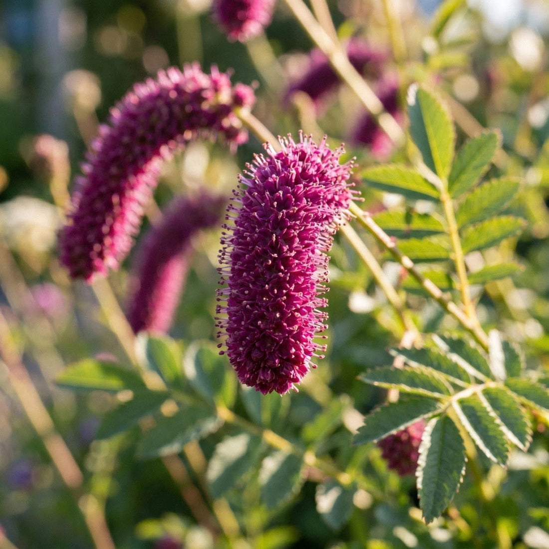Sanguisorbe, Sanguisorba