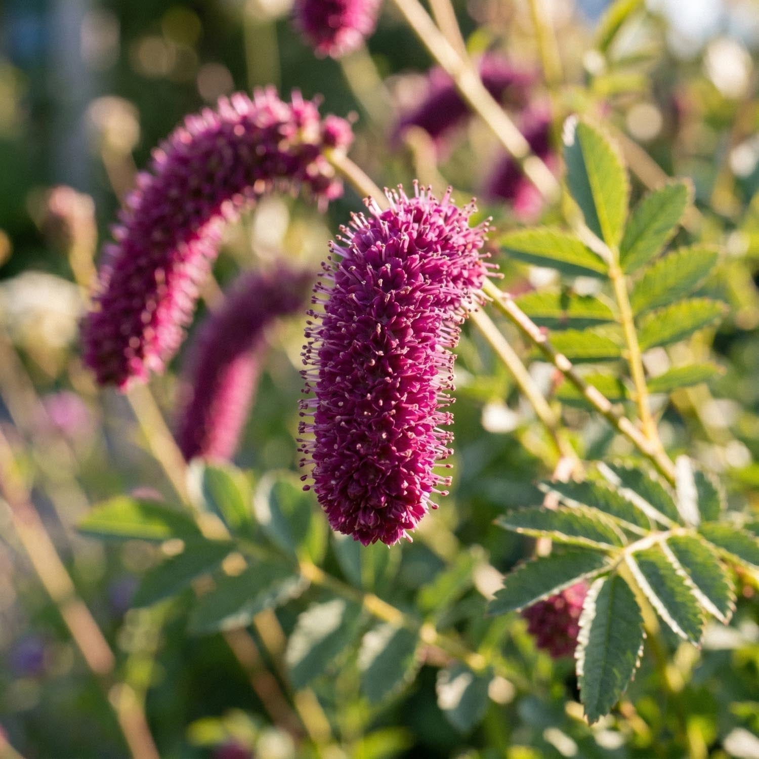 Sanguisorbe, Sanguisorba