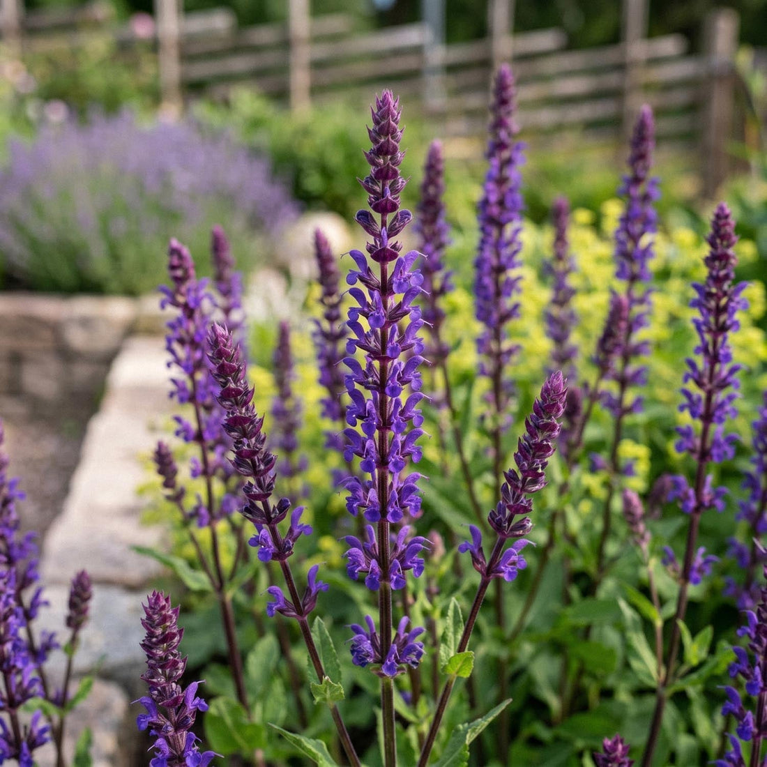 Sauge, Salvia 'Caradonna'