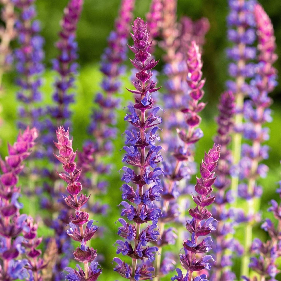 Sauge, Salvia 'Ostfriesland'
