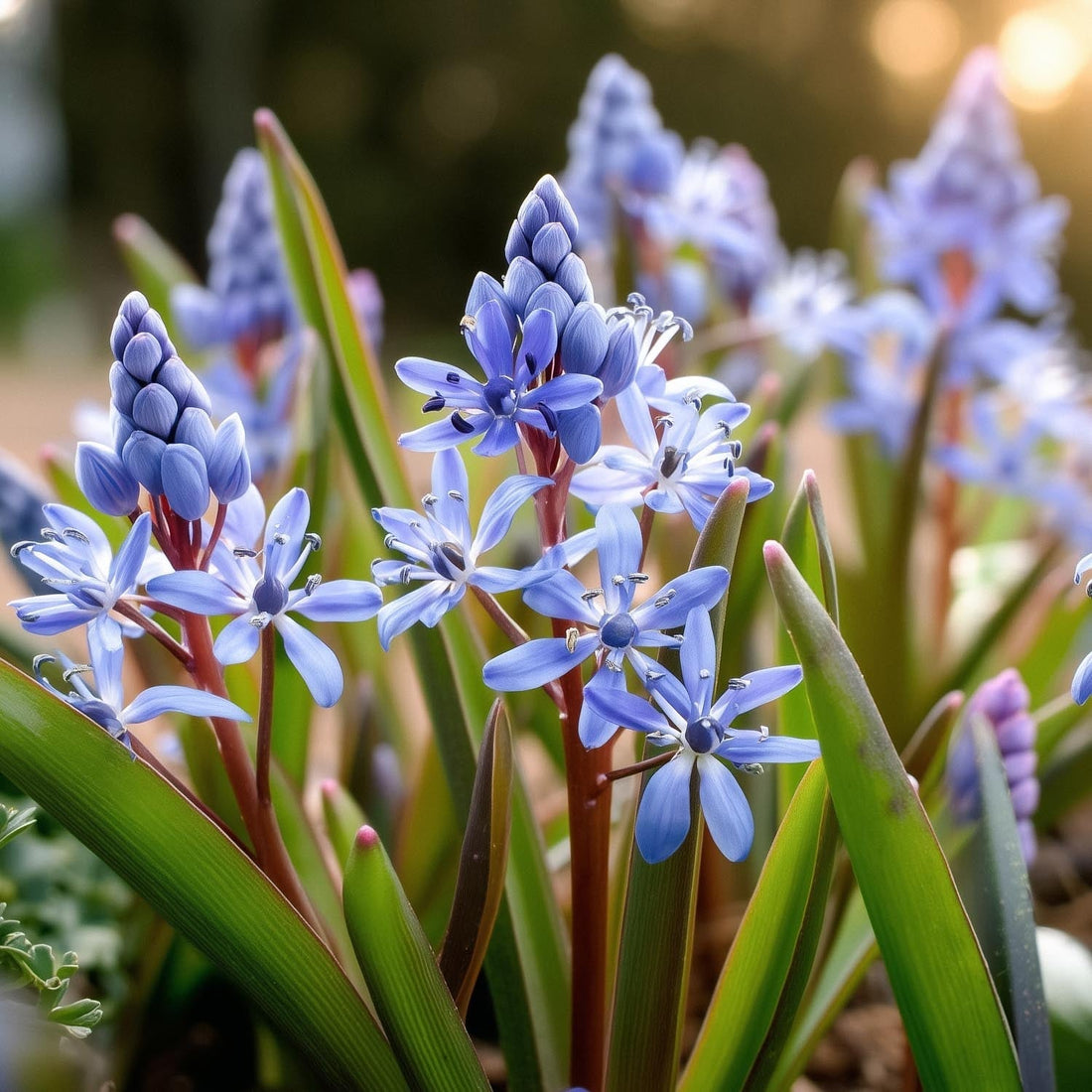 Scille, Scilla 'Bifolia'