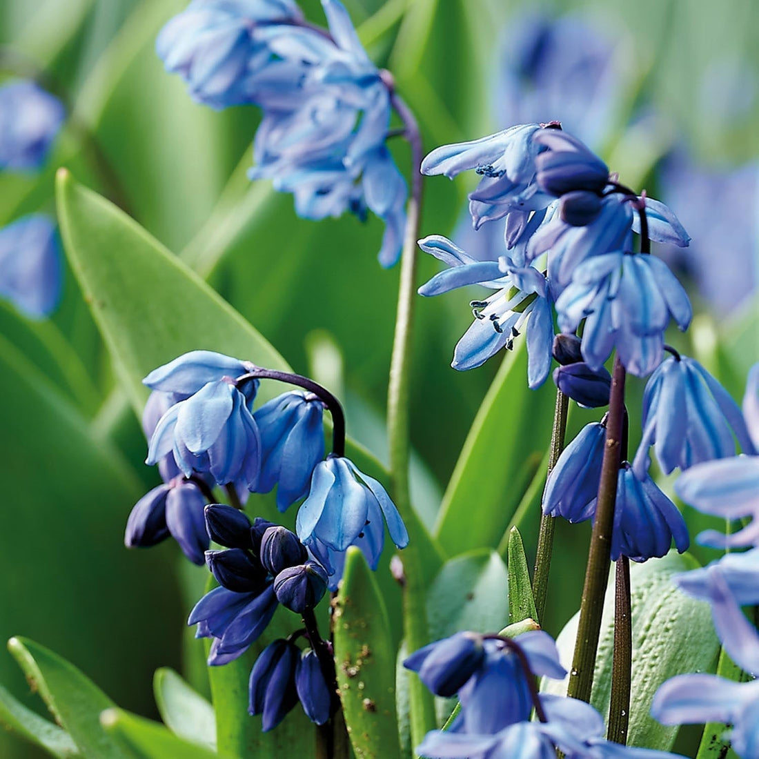 Scille, Scilla 'Siberica'