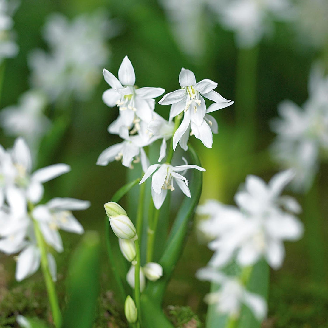 Scille, Scilla 'Siberica Alba'