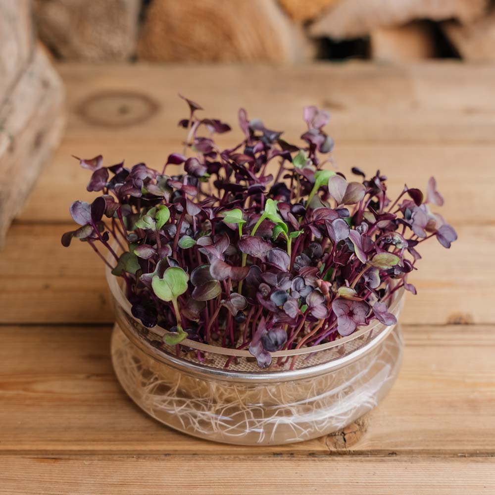 Semences de radis microvert - 1100 Semences biologiques