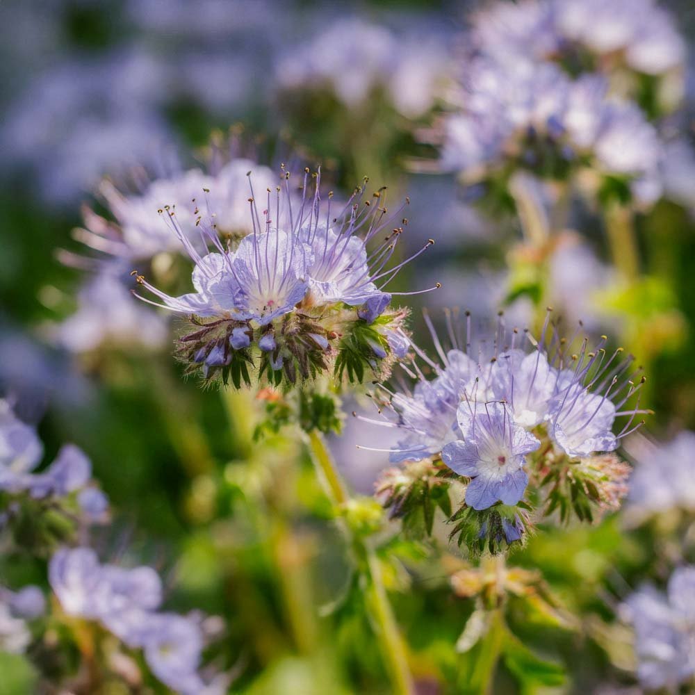 Semences d'engrais vert 'Phacelia' (20 m²)