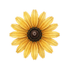 Graines de fleurs