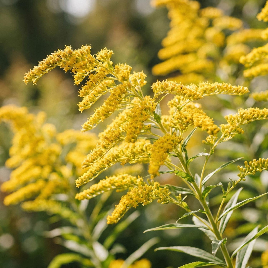 Solidage, Solidago 'Citronella'