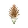 Graines de fleurs