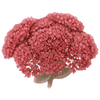 Sedum racines nues / Orpin