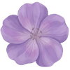 Geranium racines nues