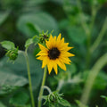 Tournesol 'Helianthus debilis' - 40 graines biologiques