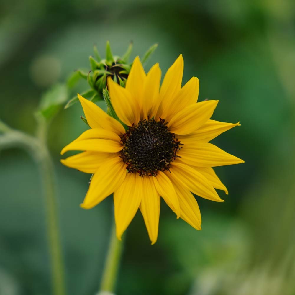 Tournesol 'Helianthus debilis' - 40 graines biologiques