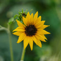 Tournesol 'Helianthus debilis' - 40 graines biologiques