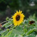 Tournesol 'Helianthus debilis' - 40 graines biologiques