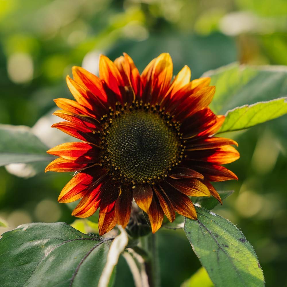 Tournesol rouge moyen - 20 graines biologiques