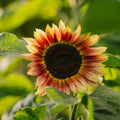 Tournesol rouge moyen - 20 graines biologiques