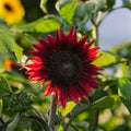 Tournesol rouge moyen - 20 graines biologiques