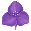 Tradescantia tiges / Misère plante