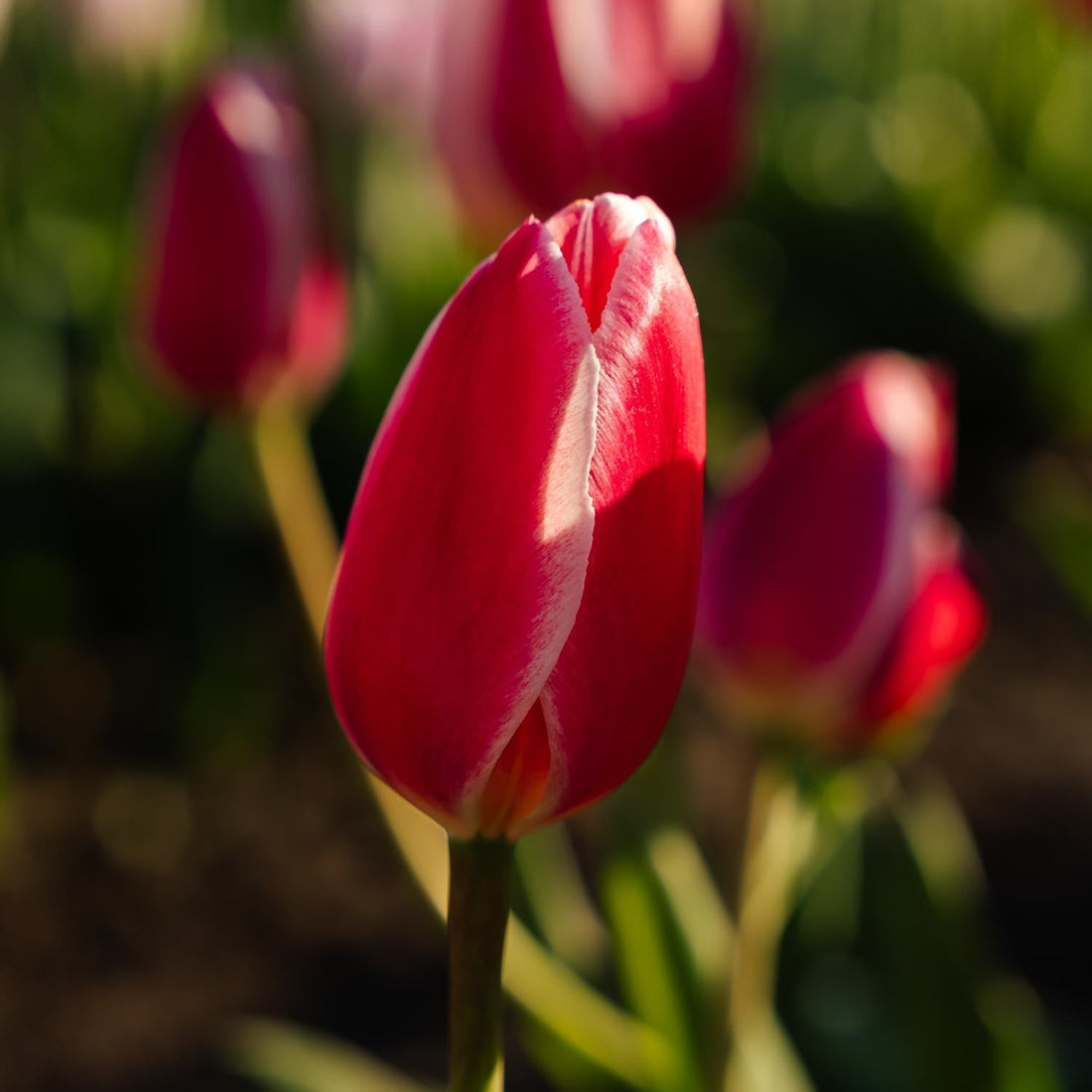 Mélange de tulipes 'Delight Mixed'