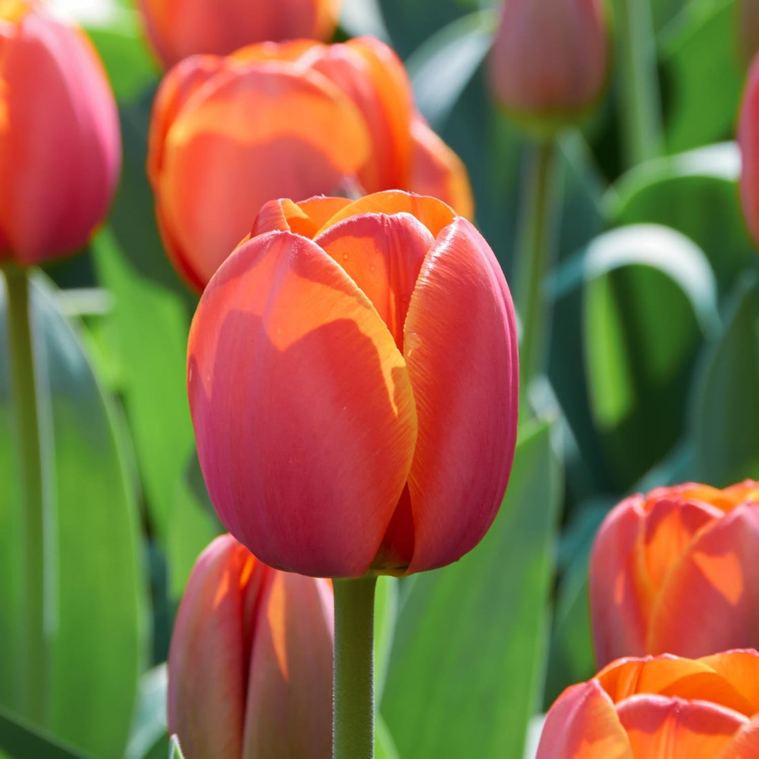 Tulipe 'Ad Rem'
