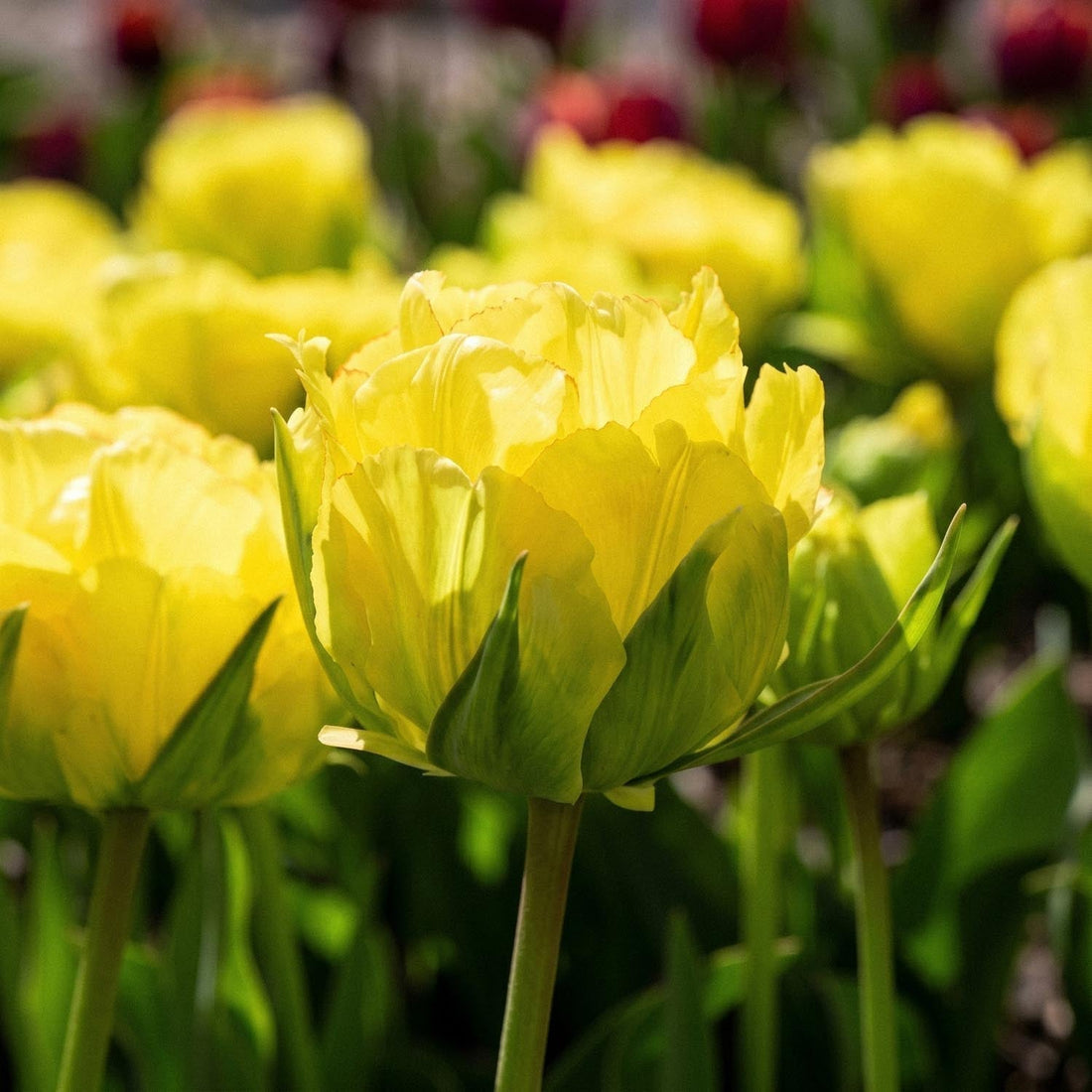 Tulipe 'Akebono'