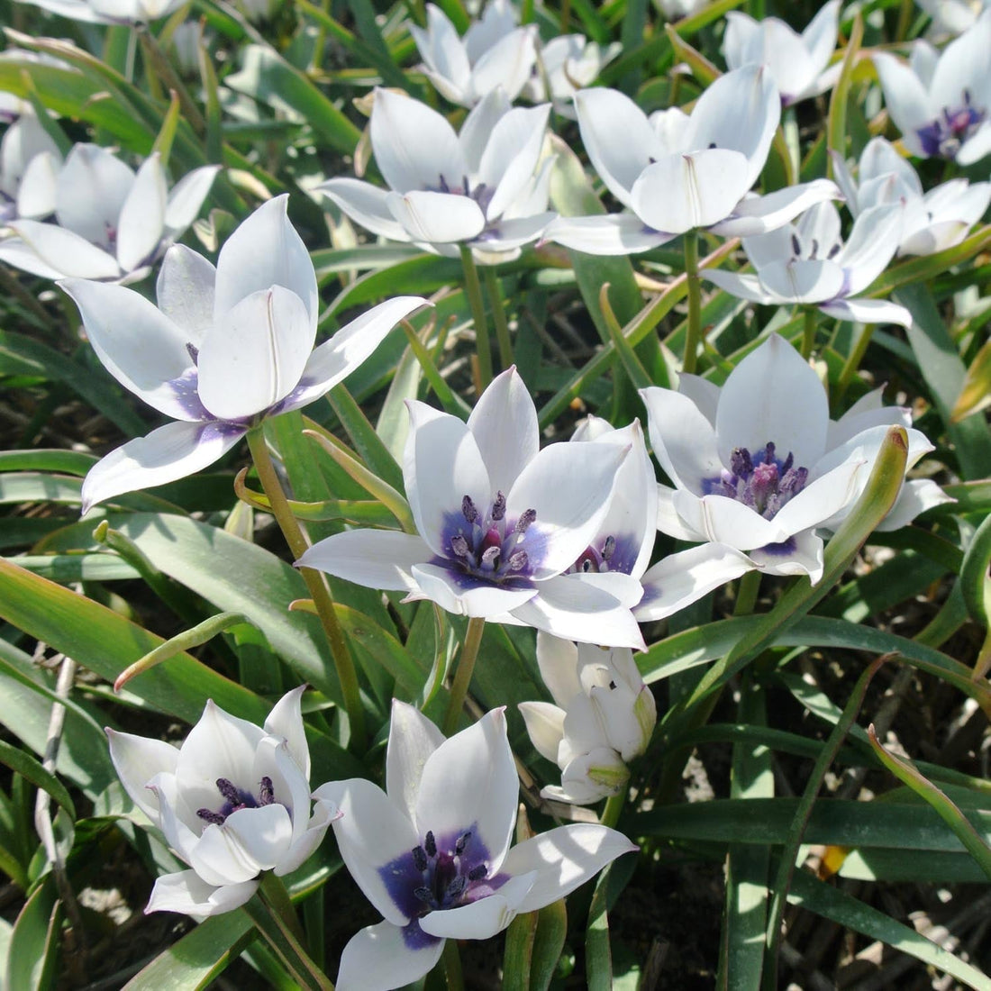 Tulipe 'Albo Caerulea'